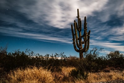 cactus in field with stormy clouds in tucson