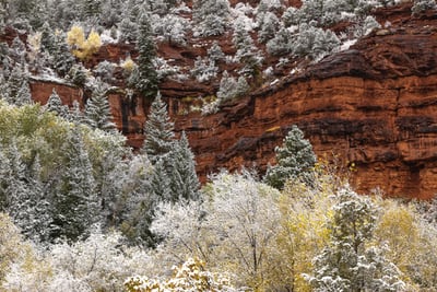 trees and early snow at a rockcut in telluride colorado