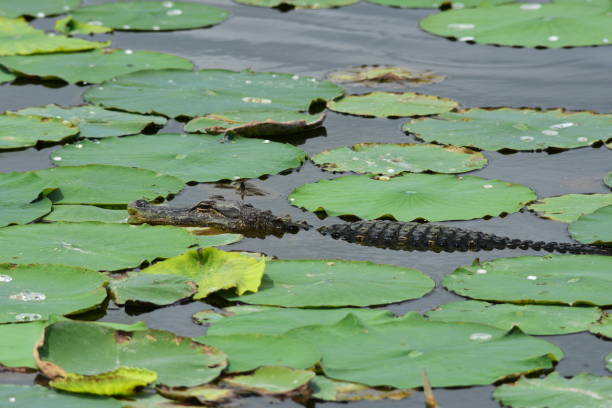 lily pads in pond surround gators in gainesville