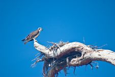 sea bird on limb beside nest in sarasota