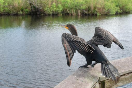 sea bird perched on ledge in tallahassee florida