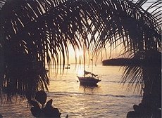 palm tree view of ocean in key west