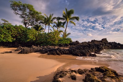 palm trees blowing on beach against a clouded sky in maui hawaii