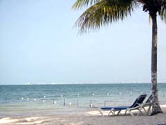 palm tree by the ocean in cancun mexico