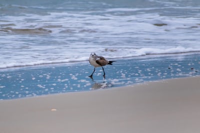 sea bird along the sandy ocean shore in raleigh north carolina usa